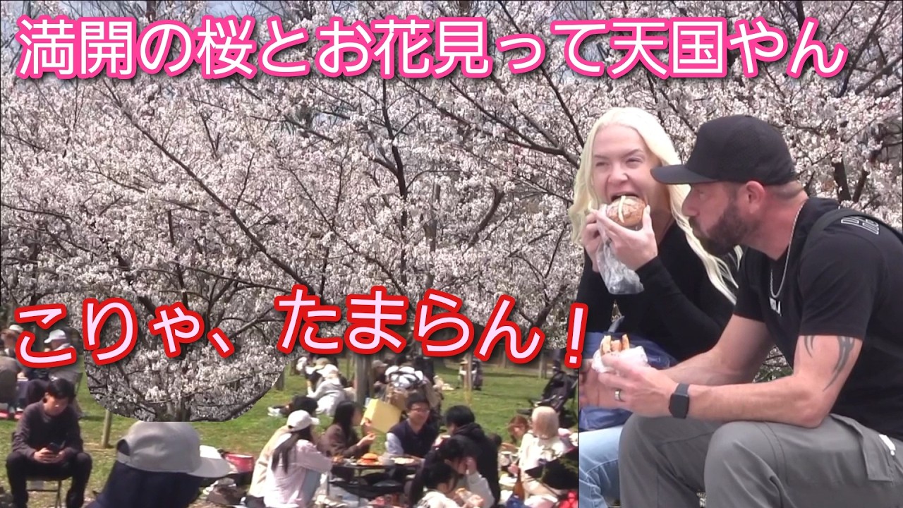 満開の桜でお花見って天国やん！外国人観光客が桜のしたで日本の春を味わい尽くす