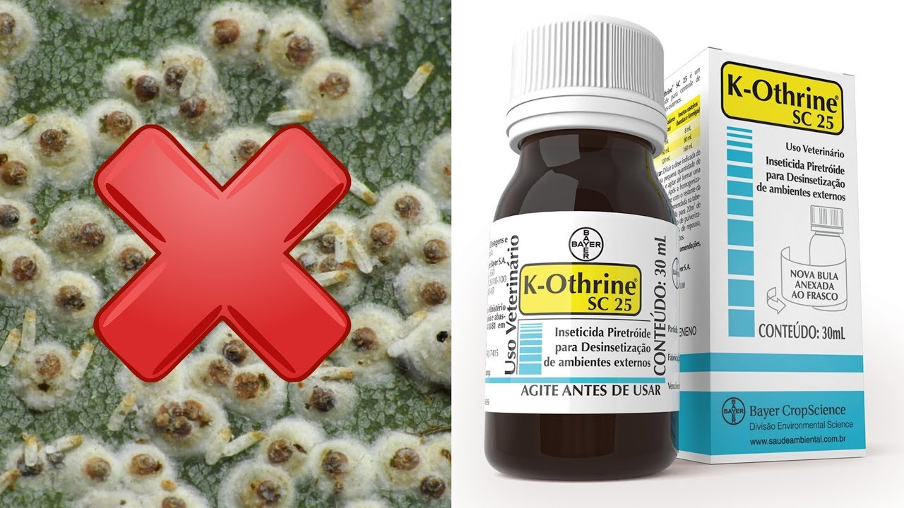 K-Othrine contra as Cochonilhas (TESTE)