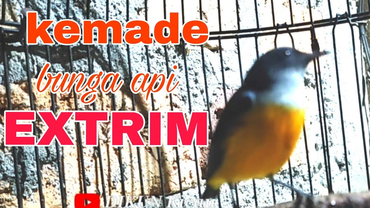 kemade bunga api, untuk guru vocal kemade bahan biar cepat gacor