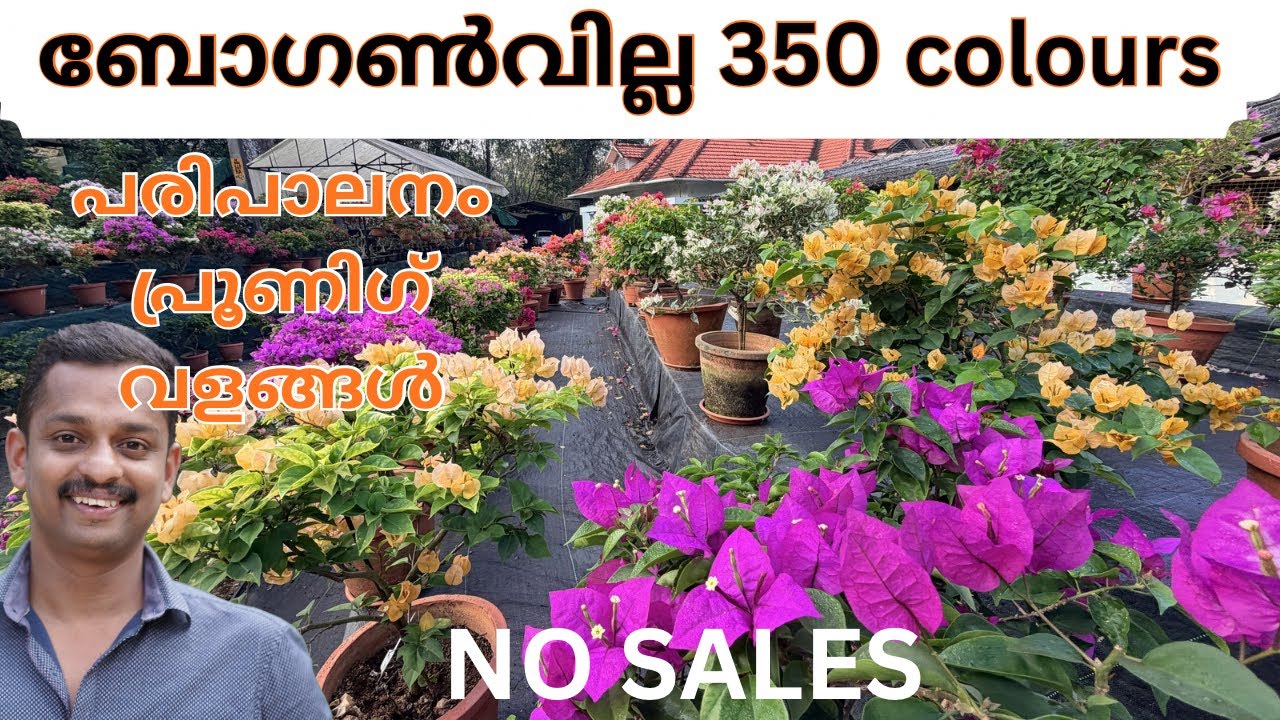 bougainvillea repotting #bougainvillea plant care #bougainvillea monsoon care #bougainvillea pruning