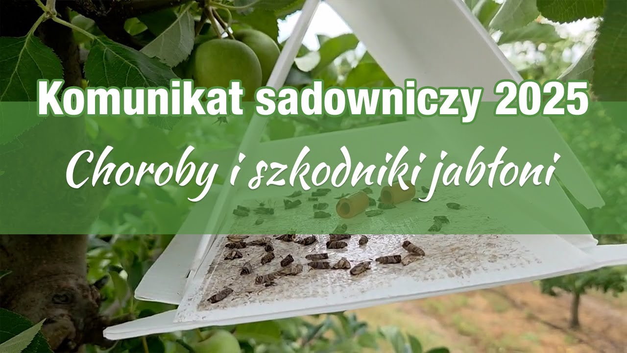 Komunikat sadowniczy 10.07.2025 // Choroby i szkodniki jabłoni
