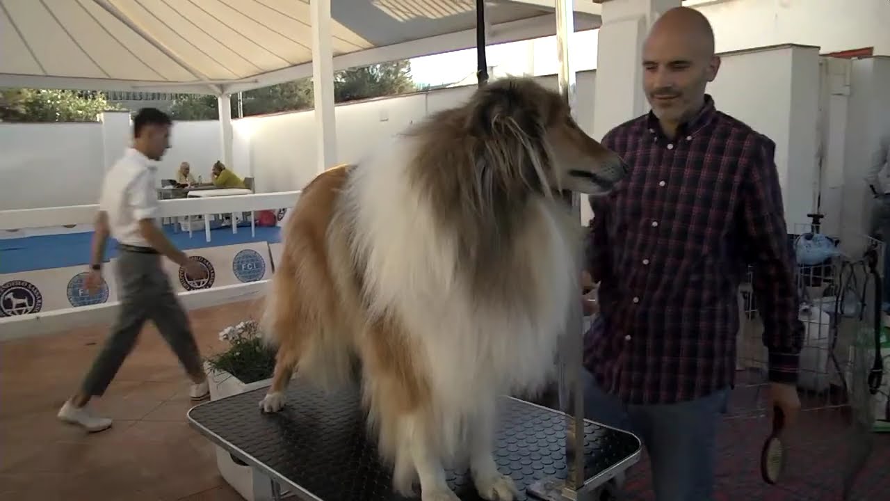 Sassari Dog Show 2025 - Live streaming e interviste ai protagonisti