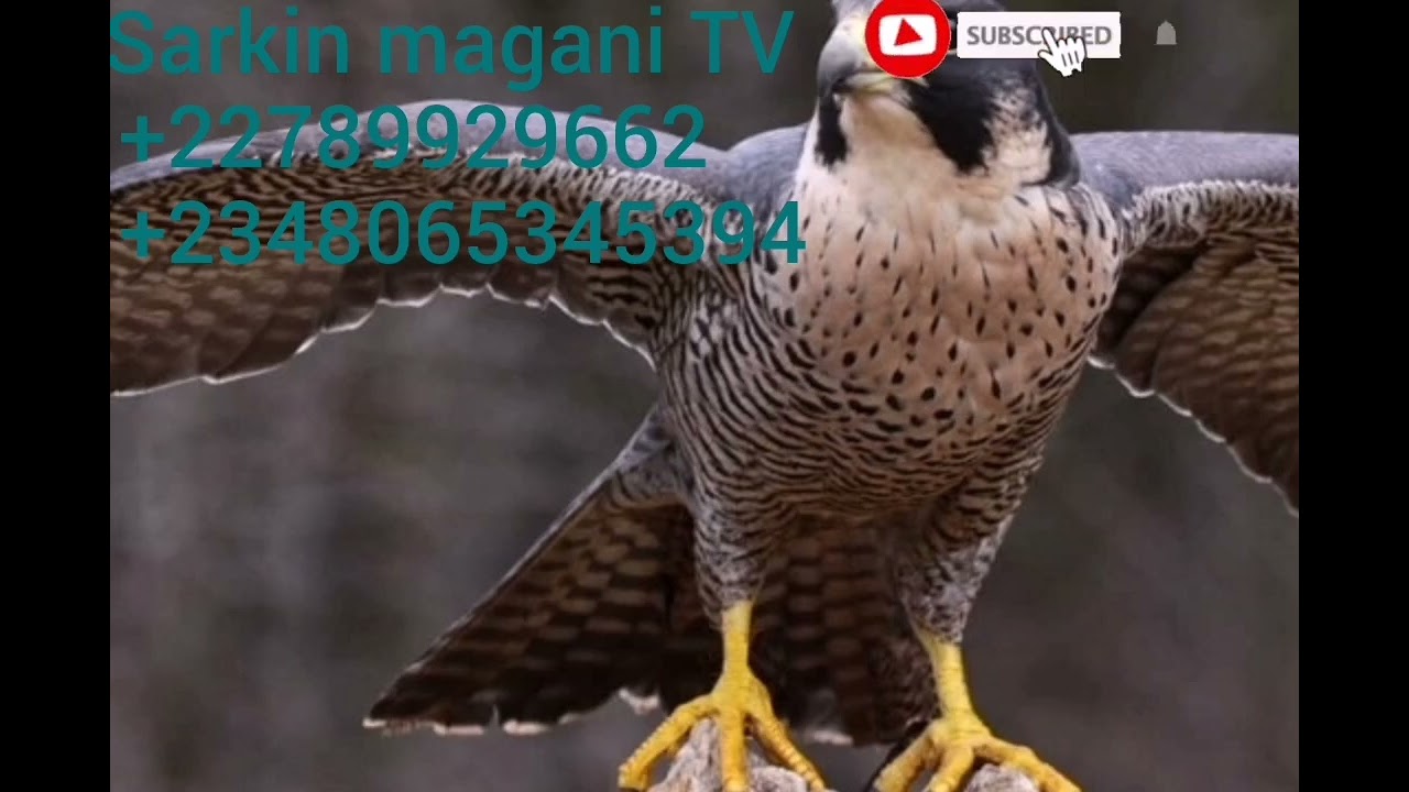 kada kataba bari wanan damar tawuce bakayi amfani da ita ba