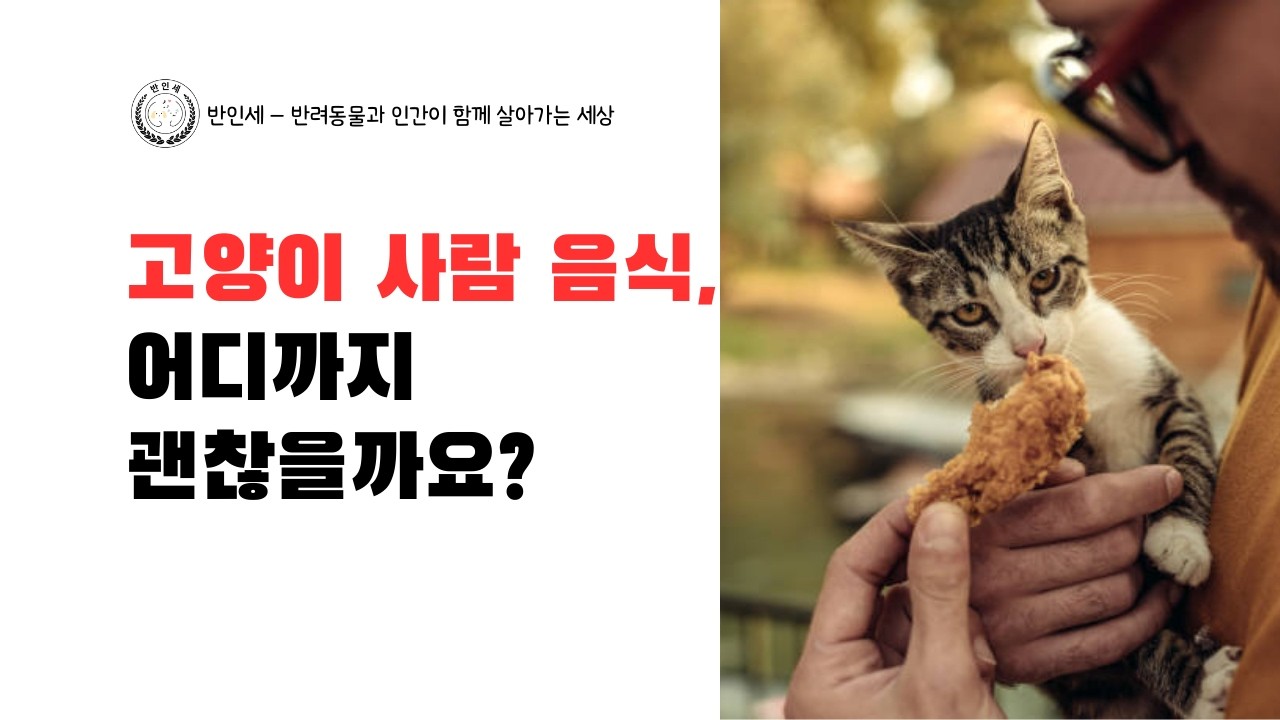 고양이 사람 음식 어디까지 괜찮을까요 - 롱폼