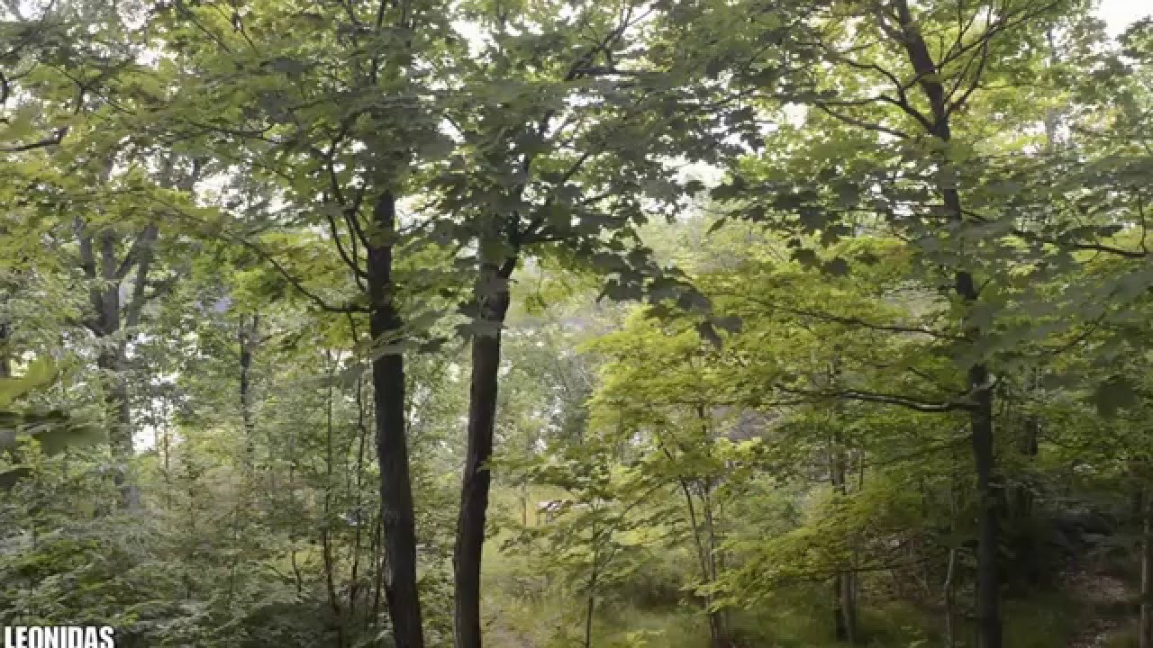 Gabriel Florea & Dirk M. Schumacher - Garden of Balance
