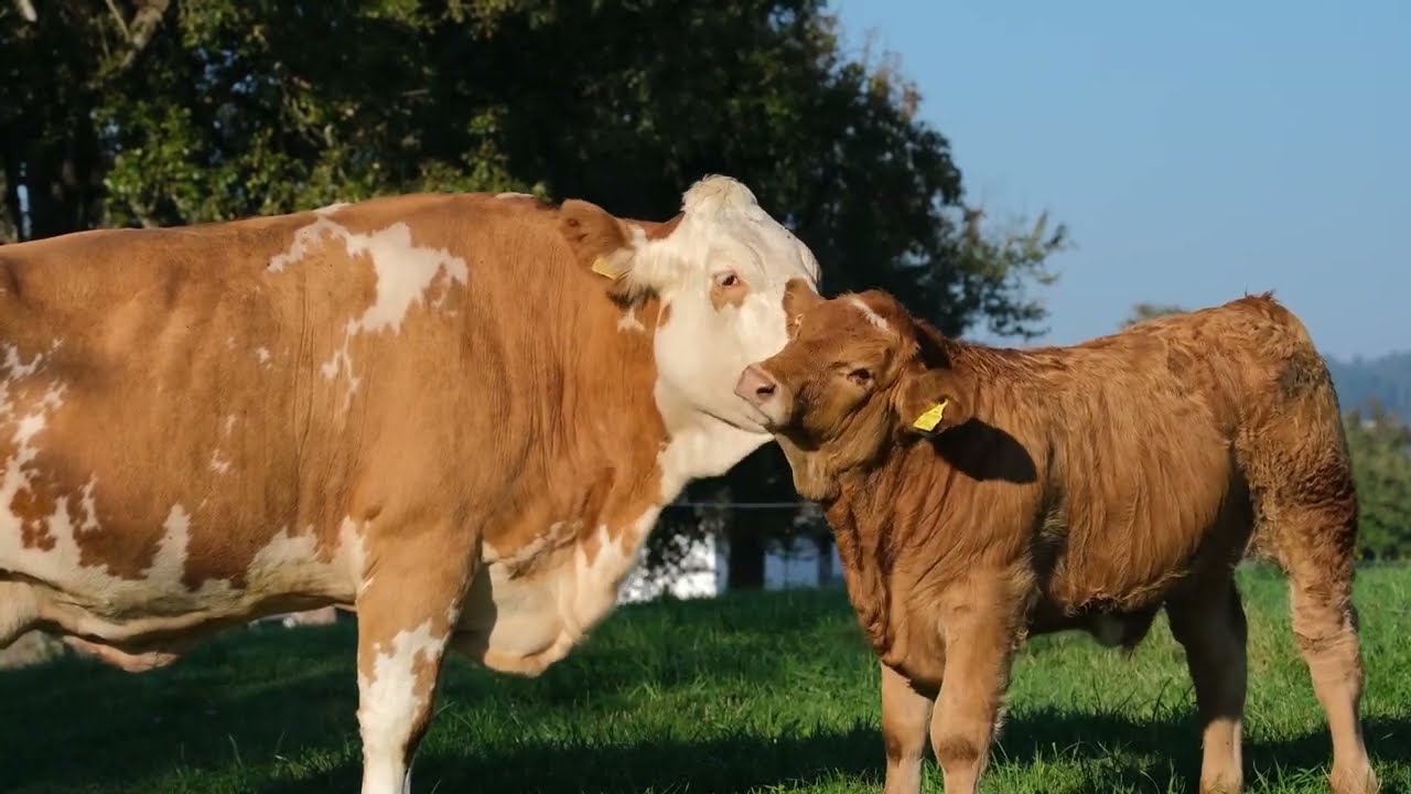 جمال الريف والطبيعة والابقار والمناظر الخلابة | natural and cows 