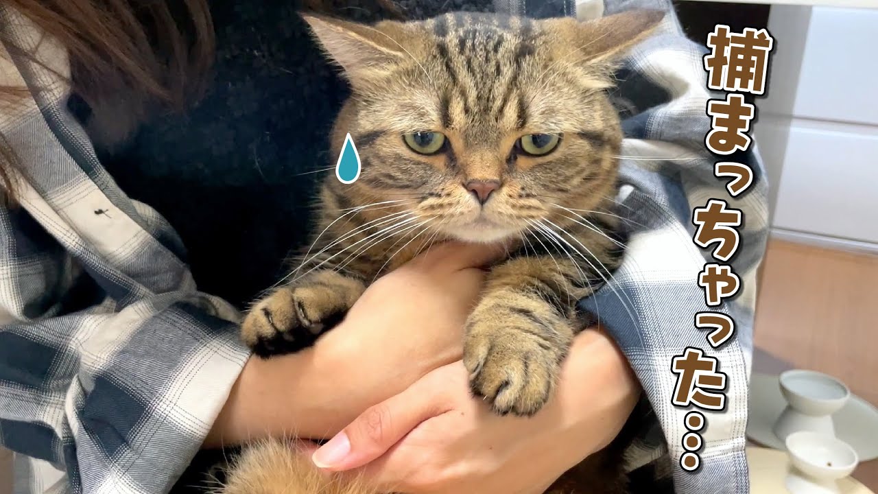 姉に抱っこされた途端ぬいぐるみ化しちゃう猫が可愛すぎる！