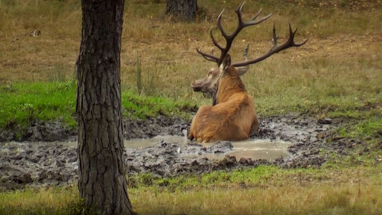 Burlende en vechtende edelherten Hoge Veluwe 2016.
