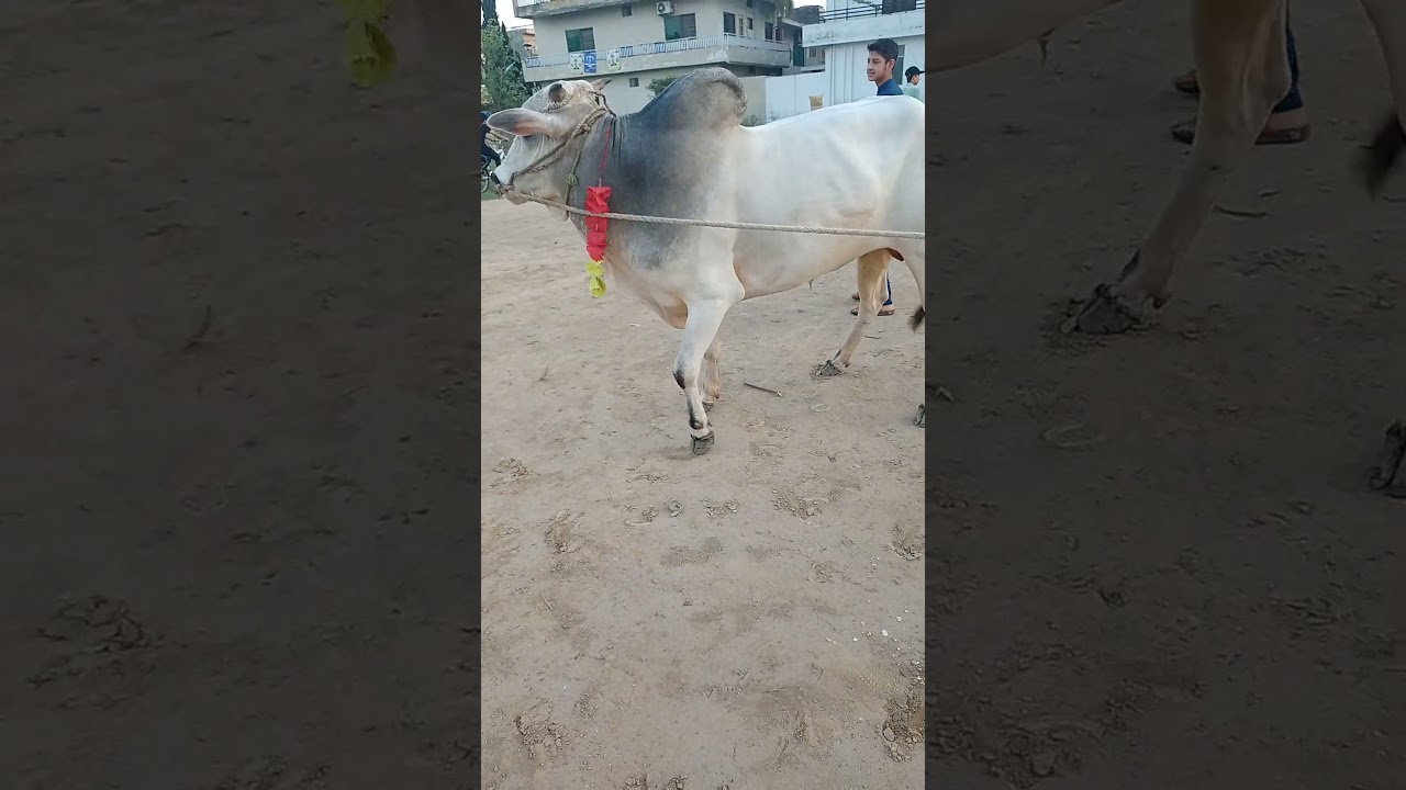 Huge Sibbi heavy weight bull 