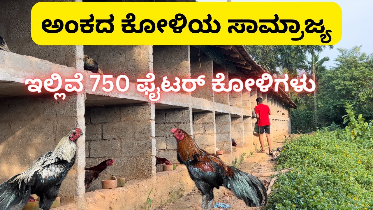 ಅಂಕದ ಕೋಳಿಯ ಸಾಮ್ರಾಜ್ಯ | 750 ಅಂಕದ ಕೋಳಿಗಳು |2nd biggest farm in south canara #kadalateera