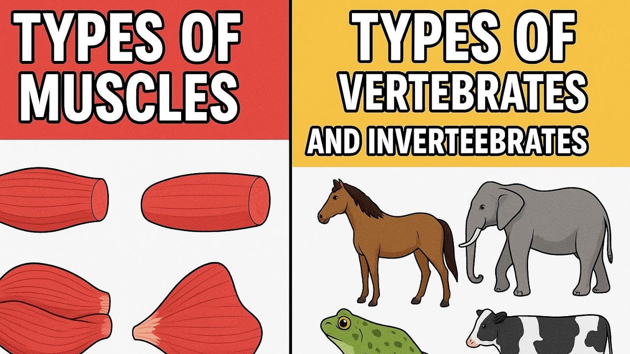 🦴 Types of Animals & 💪 Muscles: How Vertebrates and Invertebrates Move! 🧬 