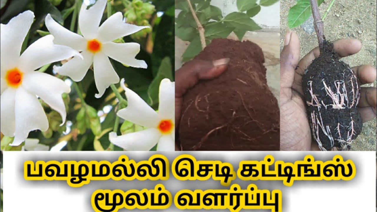 பவழமல்லி செடி கட்டிங்ஸ் மூலம்  எளிய முறையில் வளர்ப்பு / pavazhamalli cuttings propagation method
