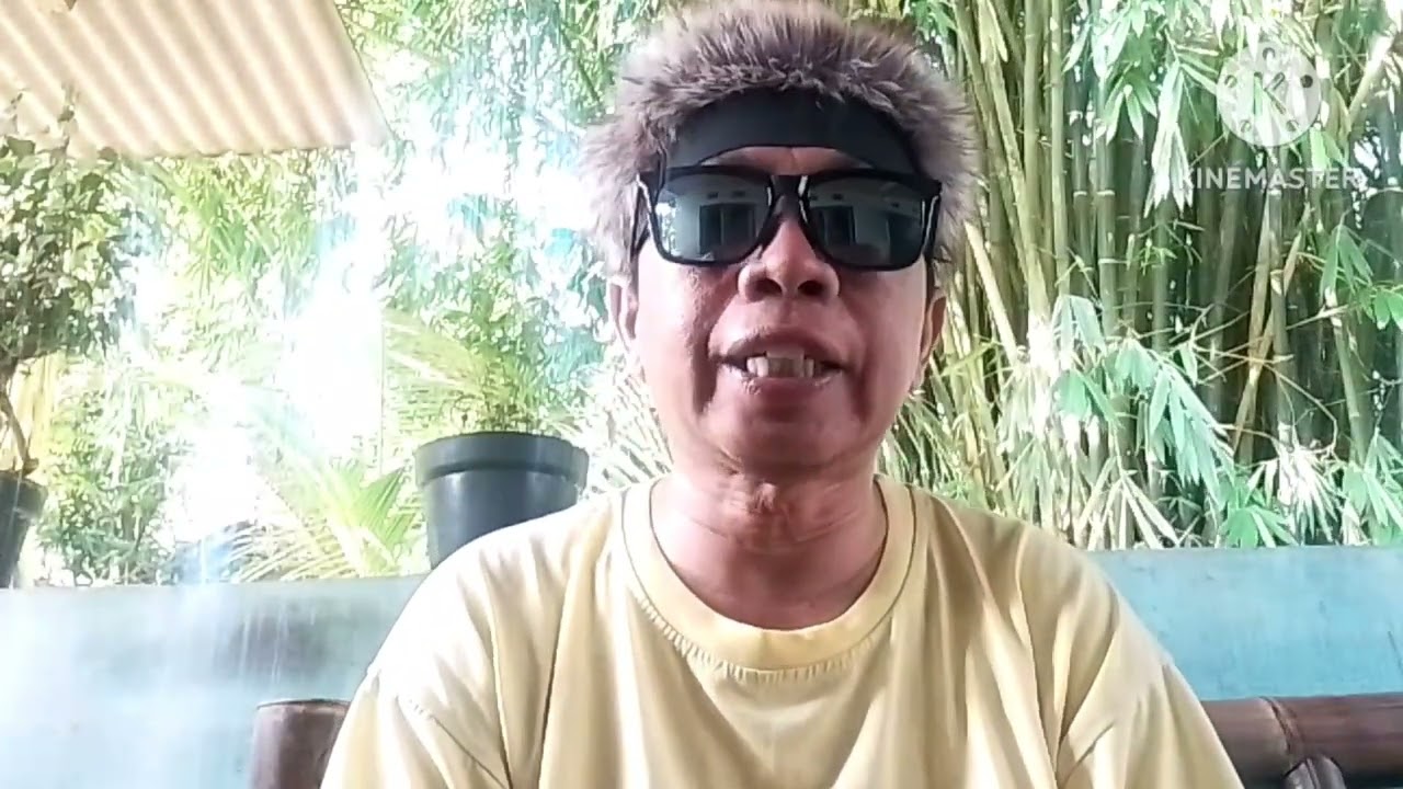 pengiriman pohon pule ke Imogiri Bantul Yogyakarta WA 0895401231363