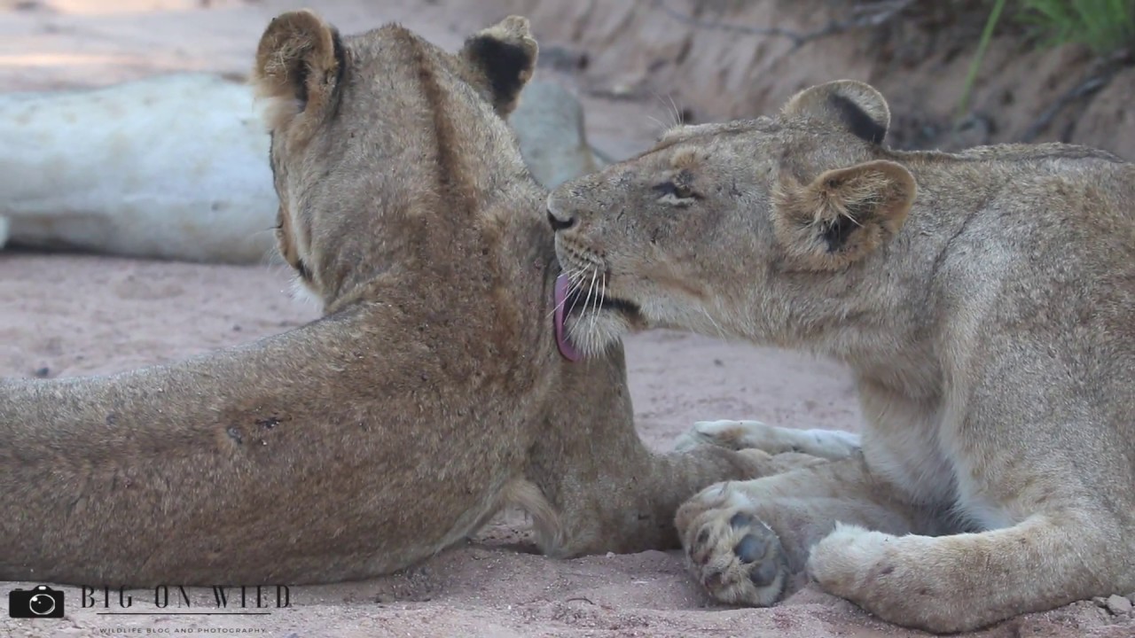 Lioness Grooming Each Other Kruger National Park| BIG ON WILD WILDLIFE VIDEOS