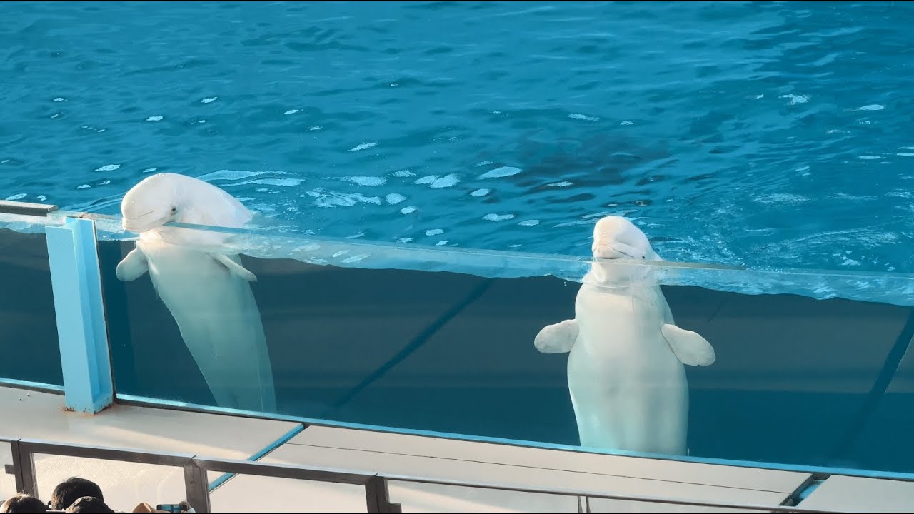 あつ森 (あつまれ どうぶつの森)の楽曲 横浜・八景島シーパラダイス 海の動物たちのショー イルカショー ※2024.05 / Dolphin show in Yokohama, Japan