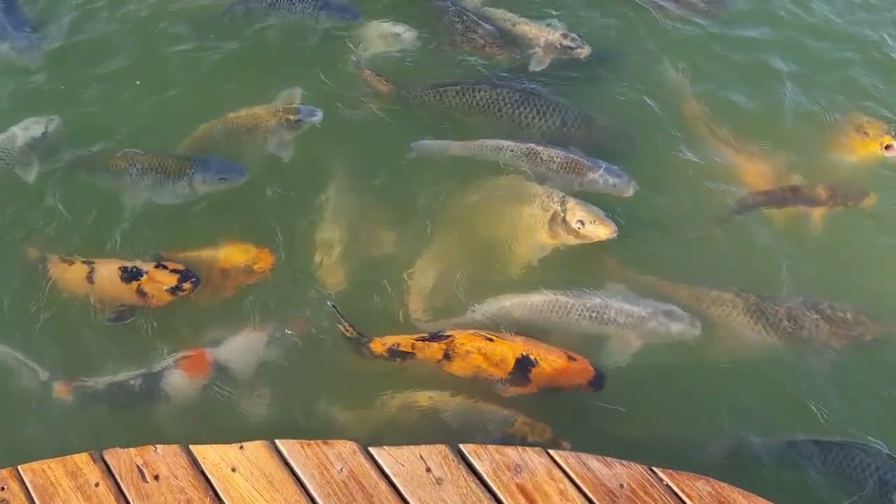 Beautiful Koi Fishes in Love Lake | Dubai