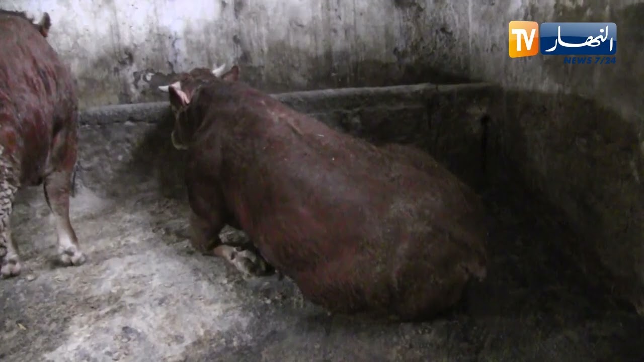 البليدة / مختص في تربية وتسمين العجول يصطدم بغلاء الأعلاف والأدوية