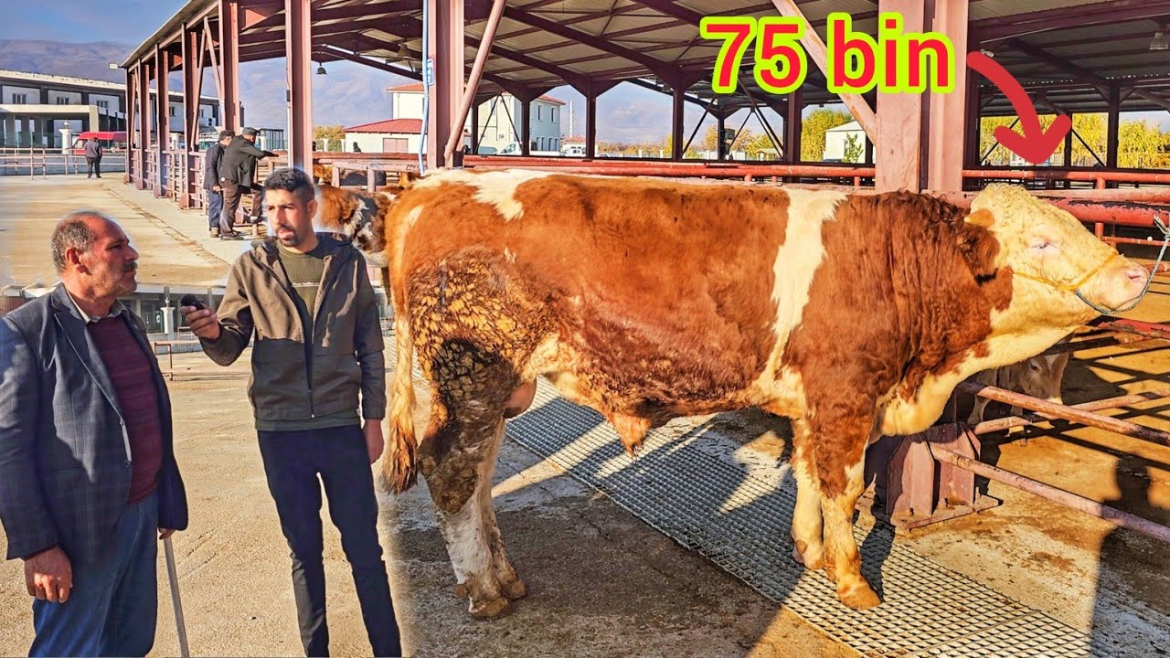 ERZİNCAN HAYVAN PAZARINA GİTTİM ~SATICILAR HARİÇ KİMSE YOK!!!