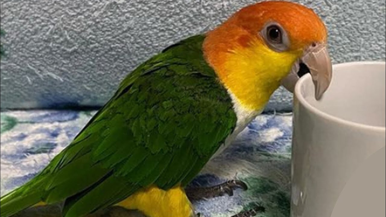 White Bellied Caique Funny - Caique Parrot Talking