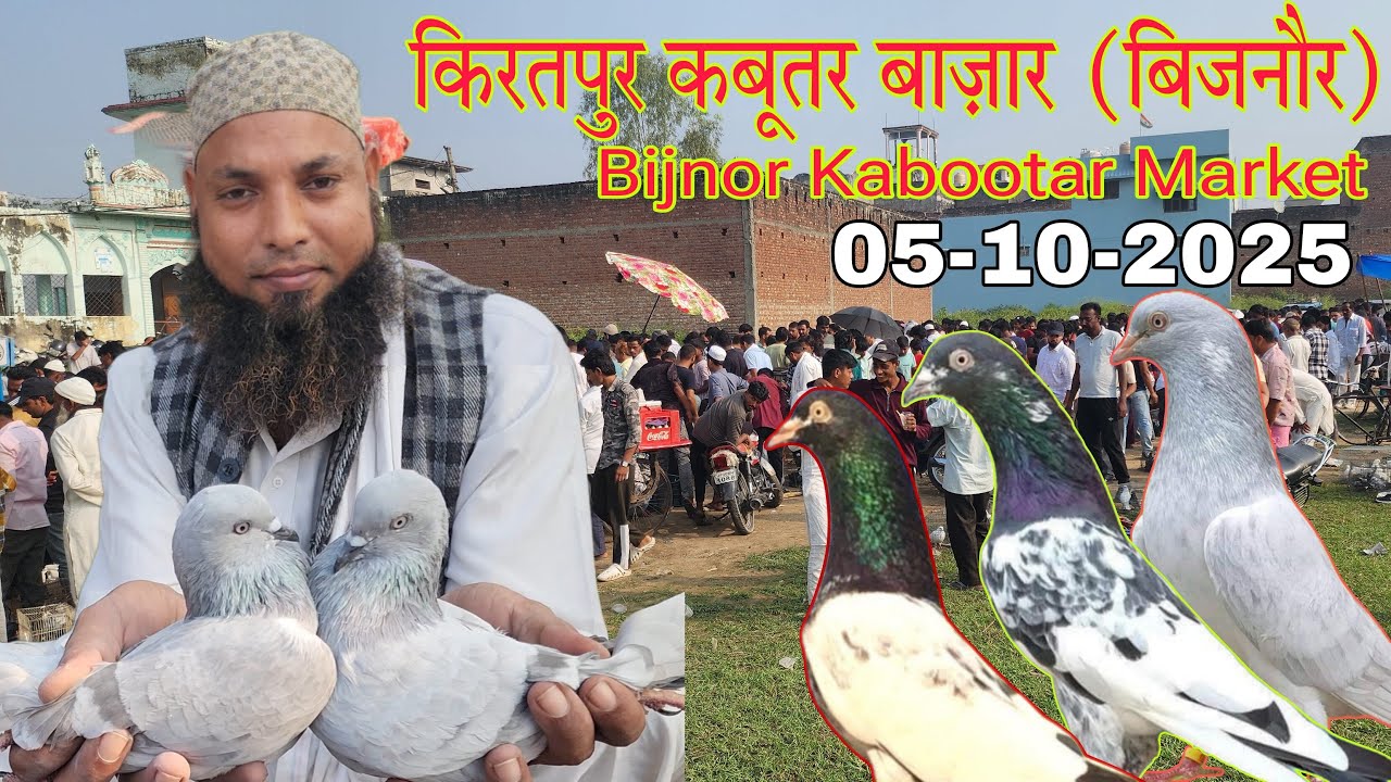 Kiratpur (Bijnor) Pigeon market 05-10-2025. Kiratpur Pigeon Market District Bijnor. Desi Pigeon Market.
