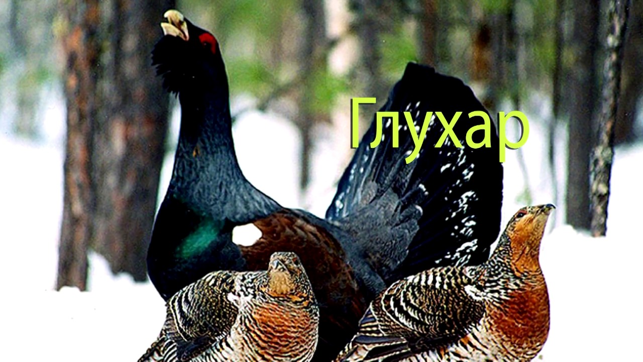 Червона книга України