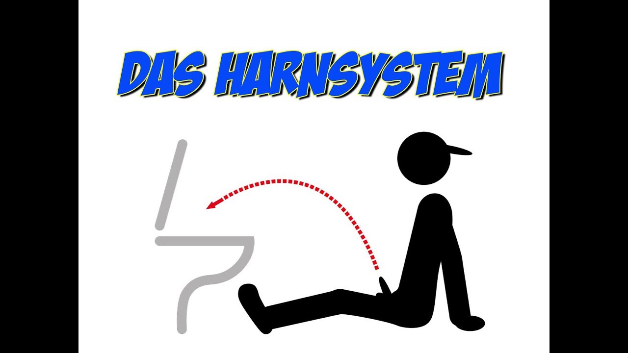 Das Harnsystem