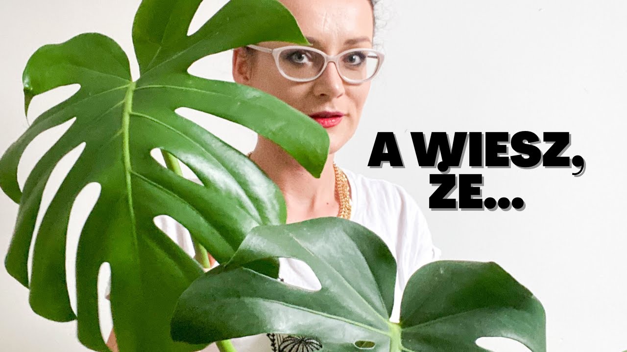 MONSTERA- czy kwitnie, dlaczego nie rośnie, dlaczego ma małe liście  ?