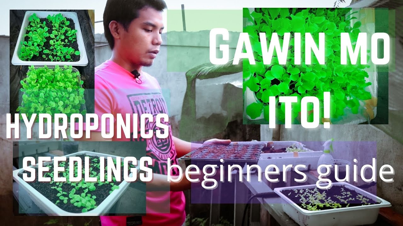 Sikreto ng magandang Hydroponics SEEDLINGS