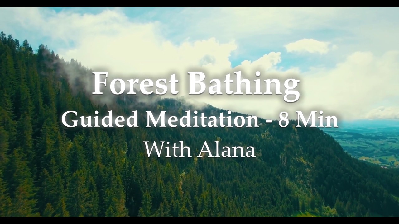 8 Minute Forest Bathing Guided Meditation - For Inner Focus and Relaxation