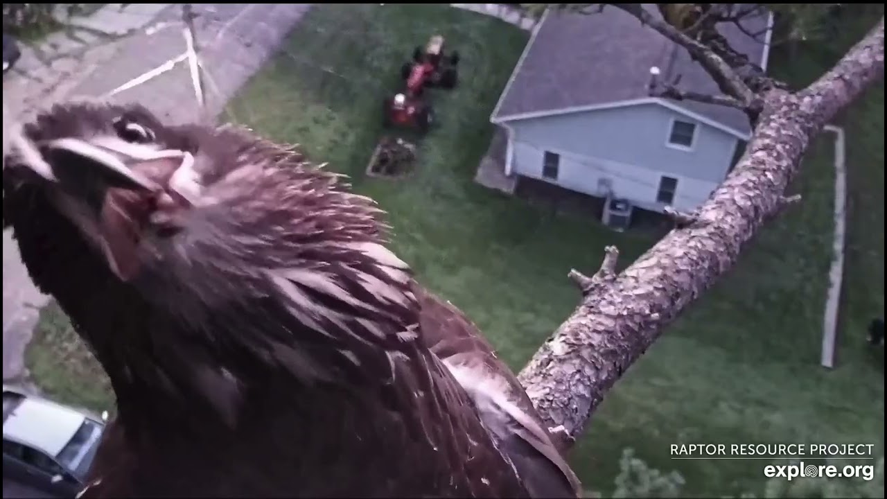 Trempealeau Eagles 8-13-25 TE3 on perch, goes to the nest, checks for nestovers