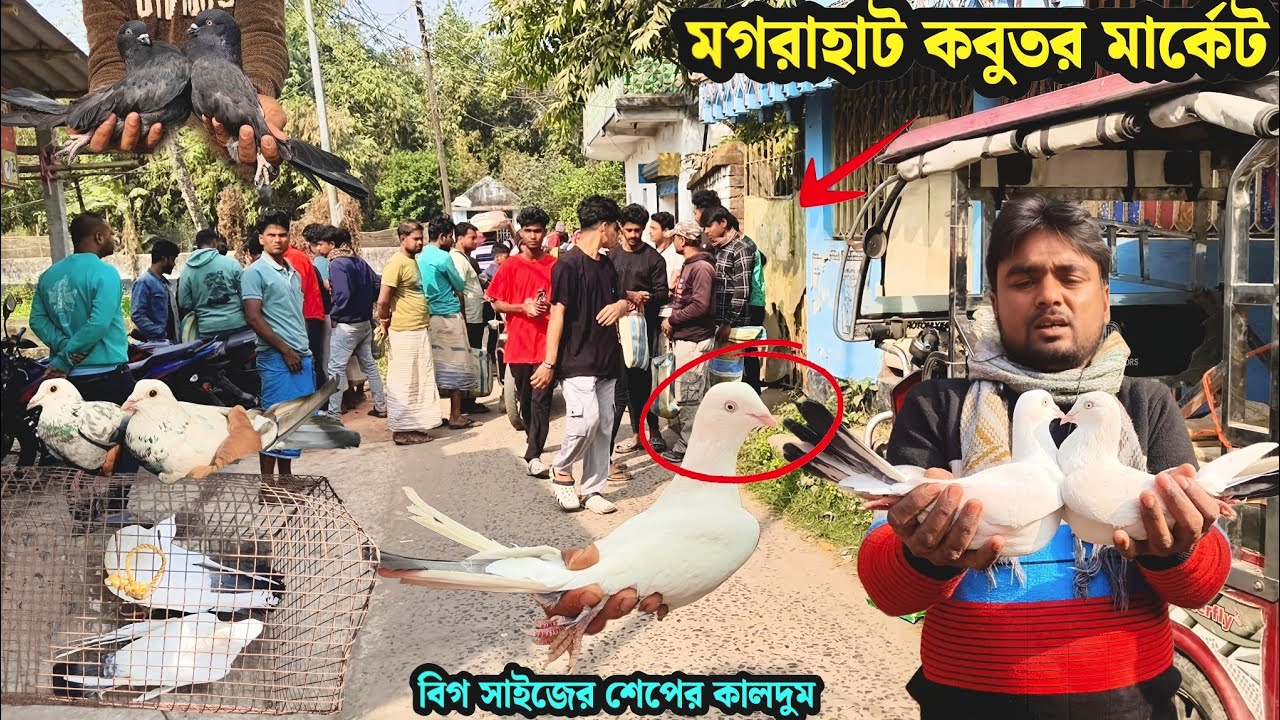 বিগ সাইজের চিনি কালদুম | মগরাহাট কবুতর মার্কেট