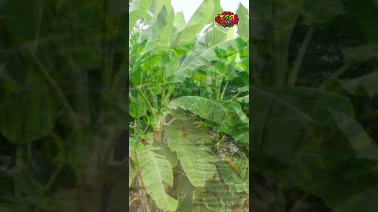 କଦଳୀ ବିଷୟରେ କିଛି ଜଣା ଅଜଣା କଥା #odia #mychannel #odiatips