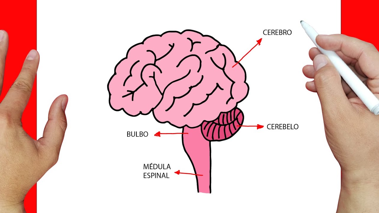 como dibujar un cerebro | Dibujos fáciles