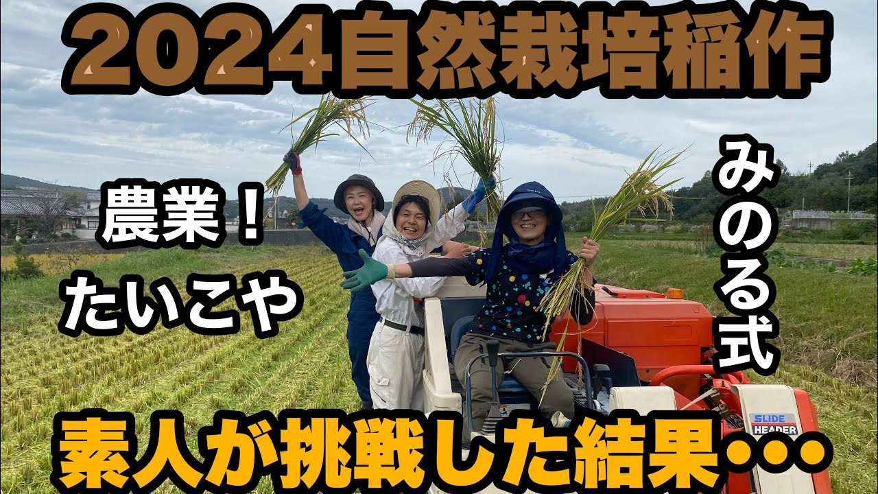 2024年度自然栽培稲作チャレンジ！素人が自然栽培にチャレンジした結果･･･@農業！たいこや