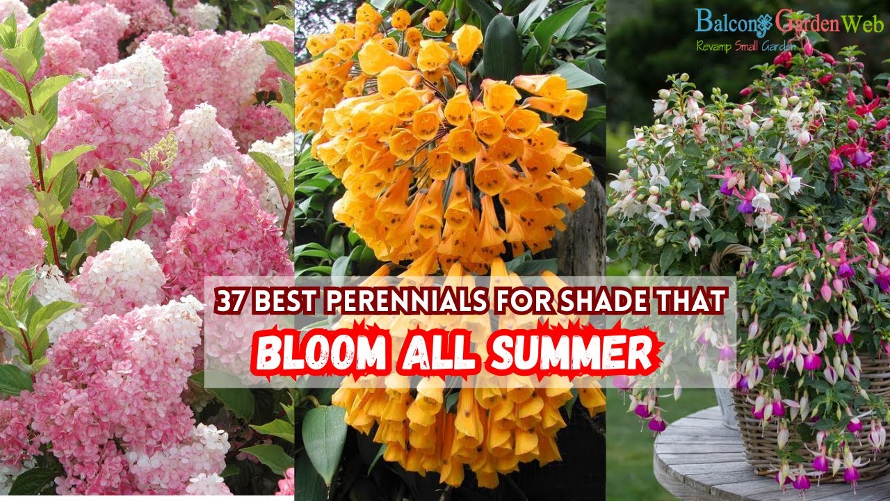 37 Best Perennials for Shade That Bloom all Summer