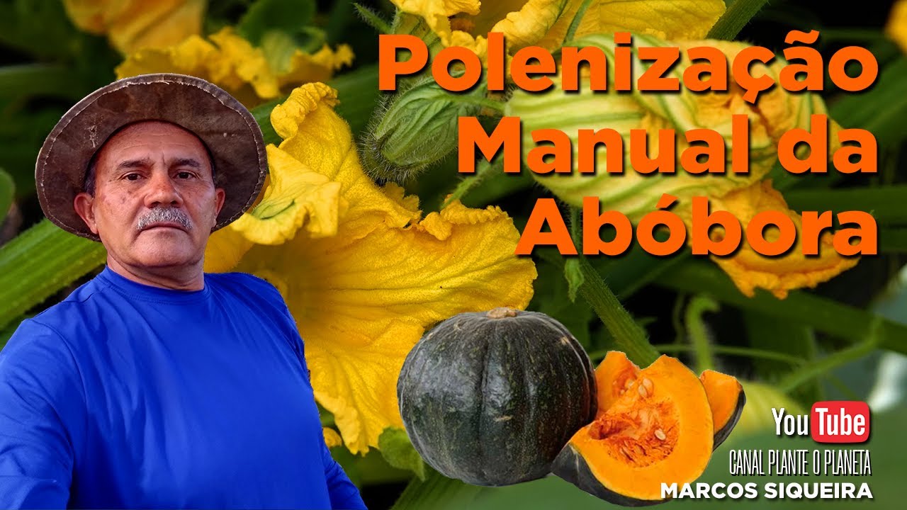 Como Fazer a Polinização Manual da Abóbora