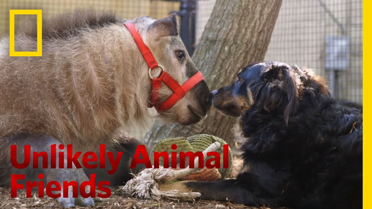 The Best Nanny Dog | Unlikely Animal Friends