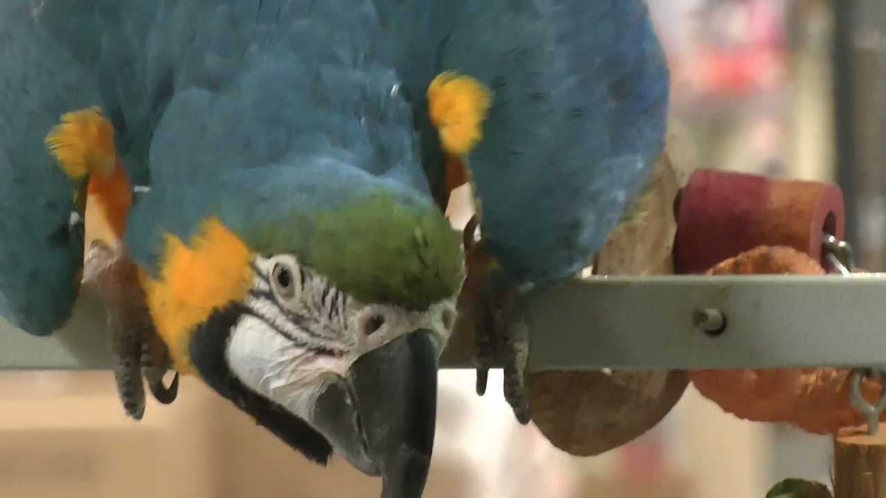 Lustiger Ara unterhält das Puplikum, im Zoofachgeschäft :)