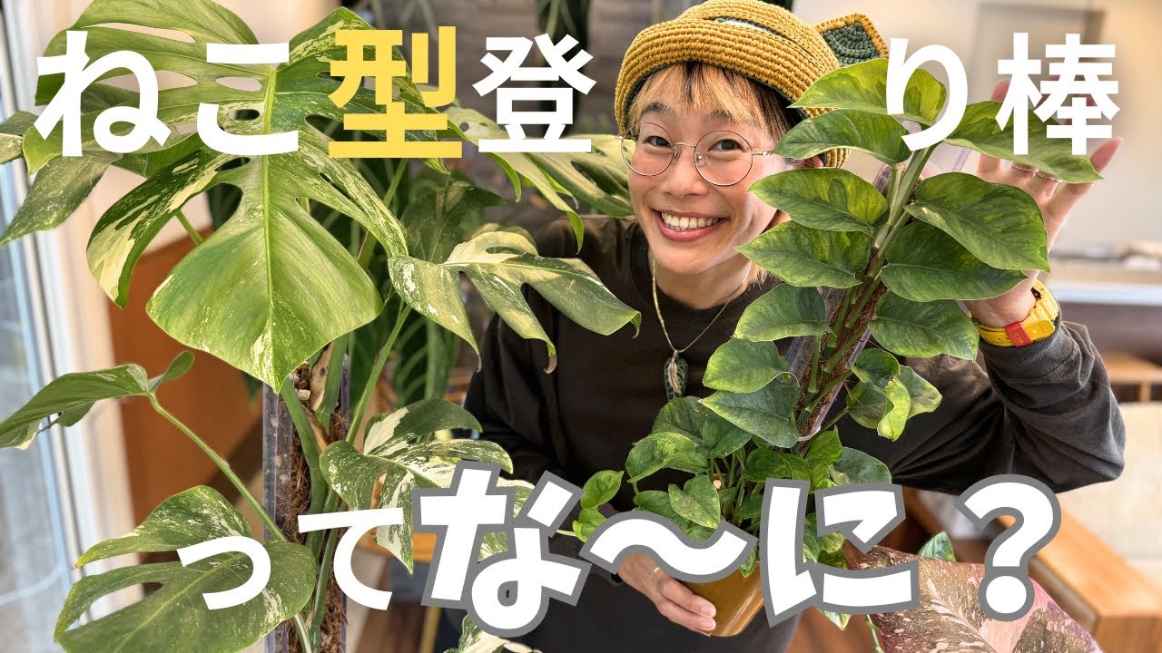 ねこ型登り棒ってなーに？　モンステラなど元気に大きく育てよう