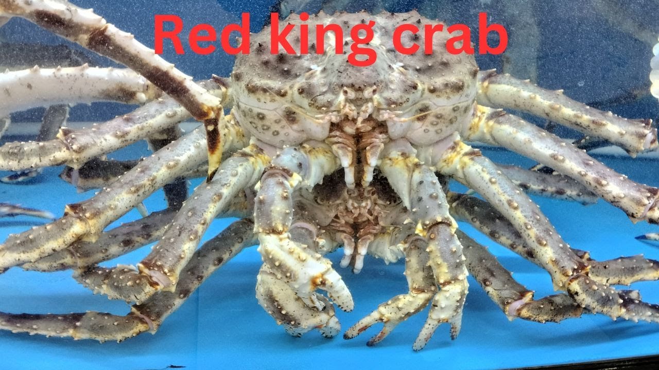 Alaska king crab, red king crab, king crab, big crab,