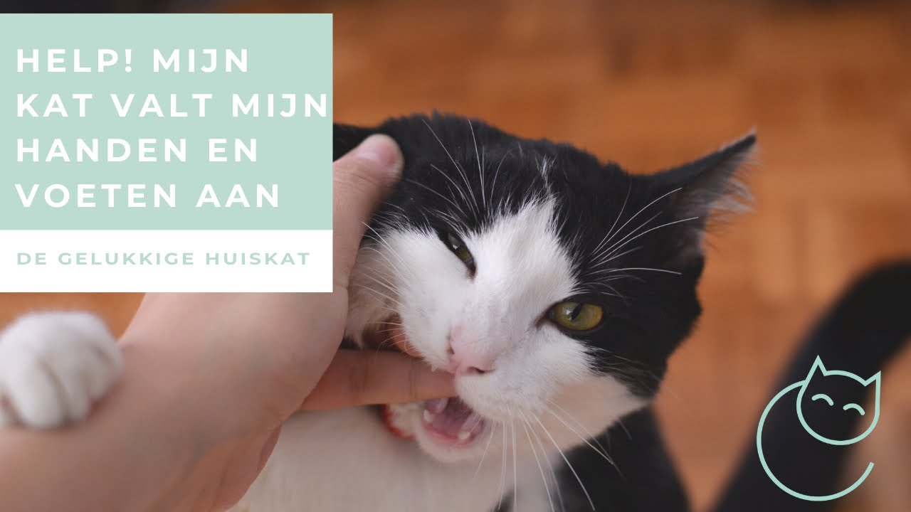 WAT TE DOEN ALS JE KAT JE HANDEN EN VOETEN AANVALT - De gelukkige huiskat - Kattengedrag