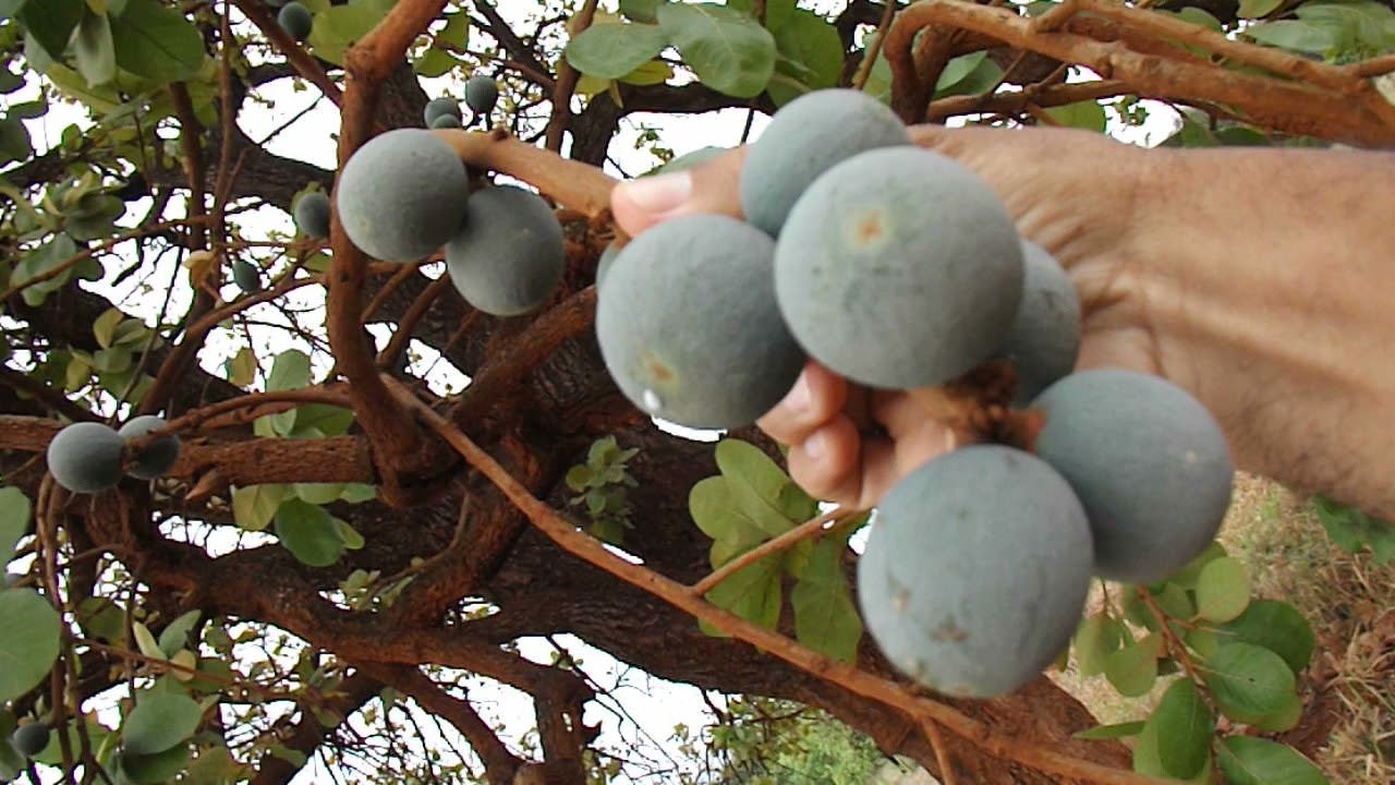 Mais um pé de fruta do cerrado: a deliciosa e cheirosa curriola.