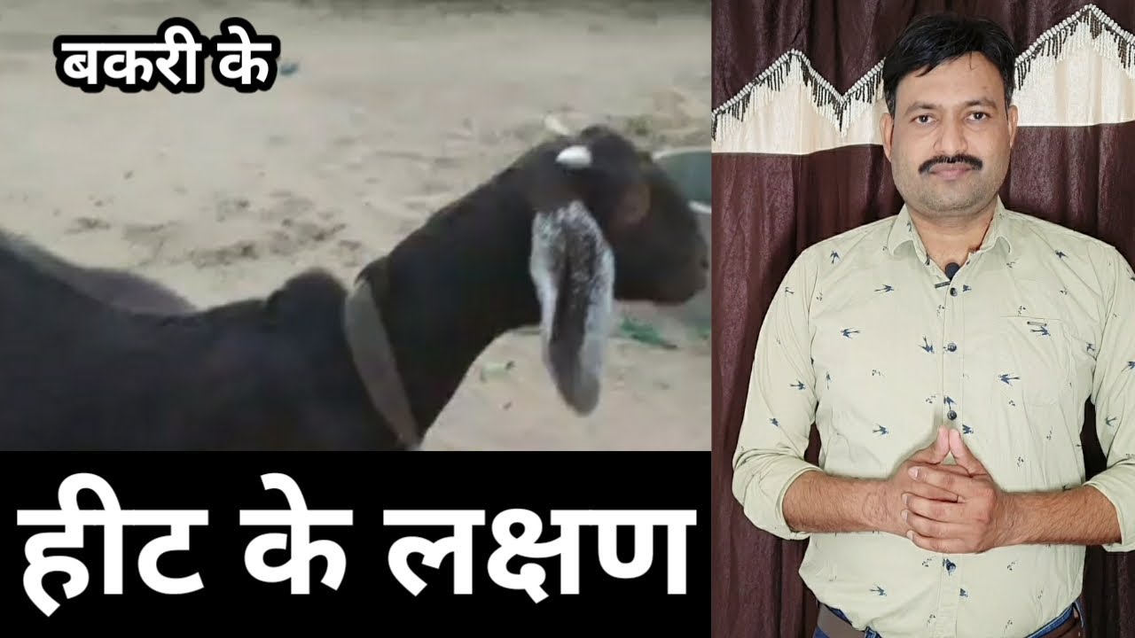 bakri ke hit mein aane ke lakshan बकरी के हिट की पहचान bakri heat ki nishani