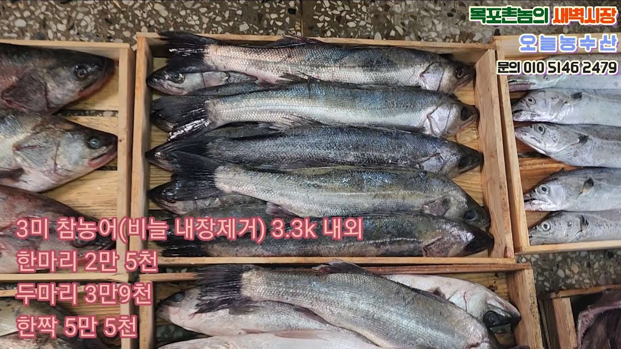 참농어 민농어 갈치 아귀 드셔요^^ 23.04.11.(화) 판매영상 #농어 #농어회 #아귀