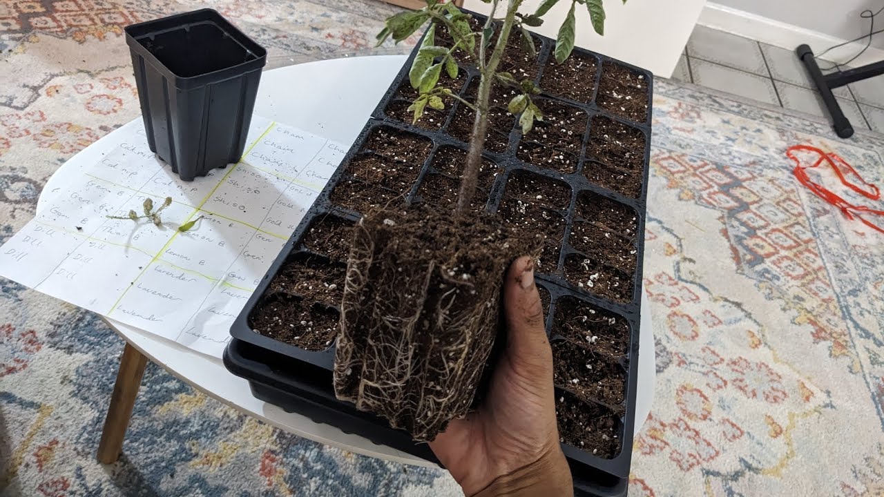 Indoor Grow Series: #5 What I'm growing next + Repotting Tomato plants