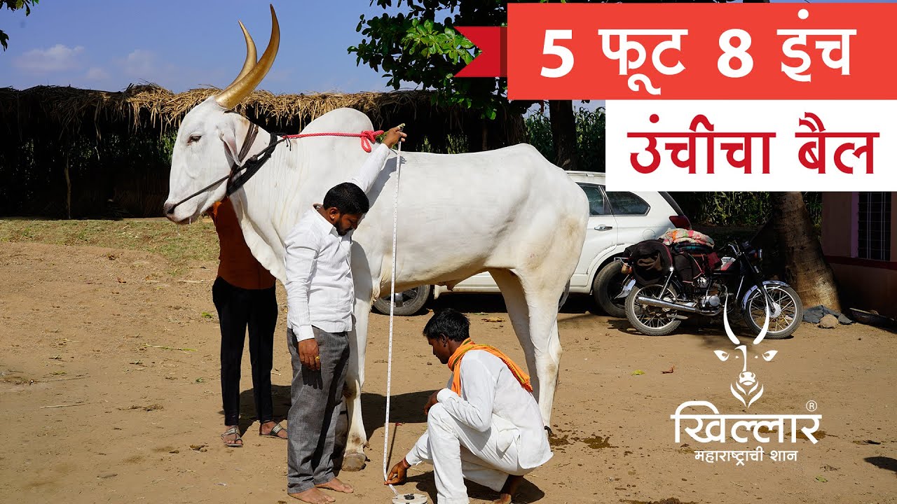 5 फूट 8 इंच उंचीचा मोठ्या मापाचा बैल | Khillar Maharashtrachi Shaan | 2020