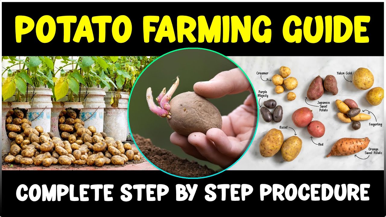 How to grow Potatoes | Complete Potato Farming Guide