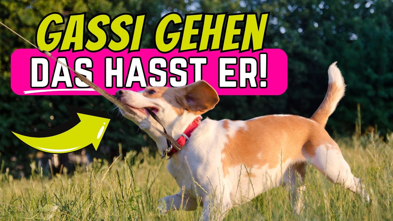 Dein Hund HASST Gassi gehen, wenn du DAS tust 💥