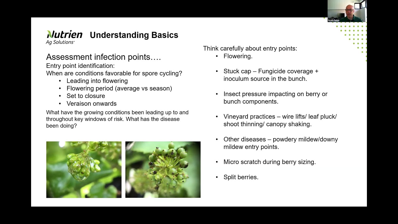 Getting the most out of &lsquo;biological&rsquo; sprays for Botrytis control