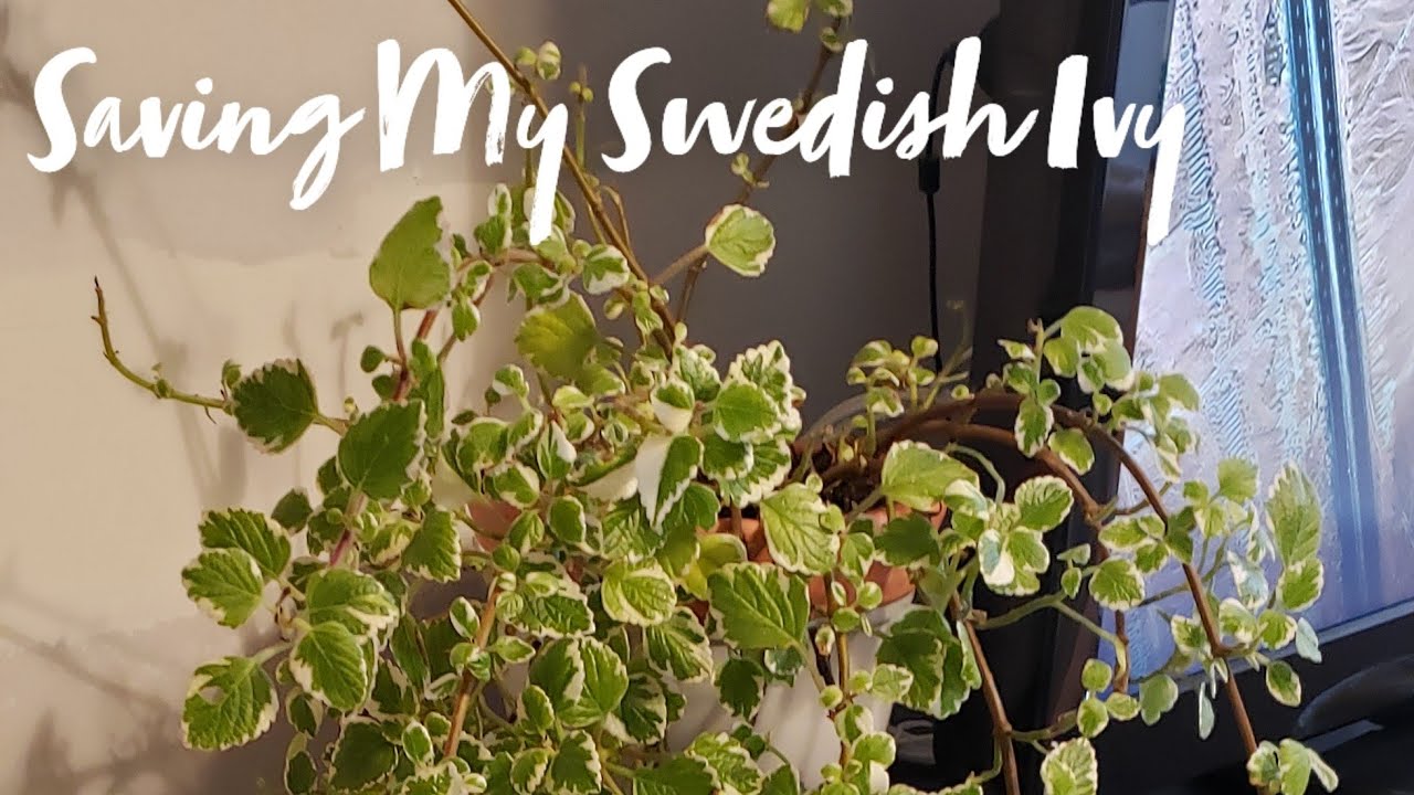 Saving My Swedish Ivy (Vlog)
